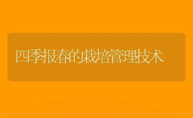 四季报春的栽培管理技术 | 植物科普