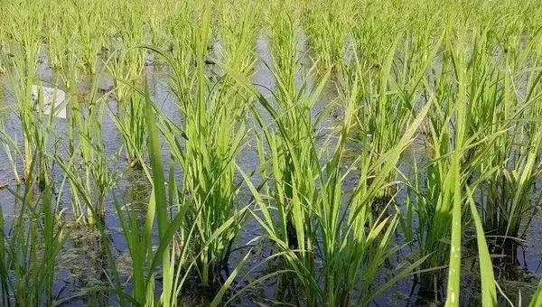 海水稻种植的条件，需在盐碱地种植