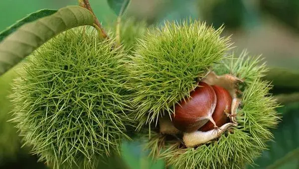 2018种板栗赚钱吗？板栗种植的利润与投资成本及前景预测