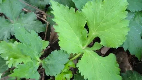 鸭儿芹种植栽培技术 鸭儿芹产地在哪里