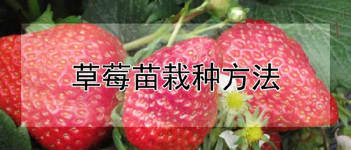 草莓苗栽种方法