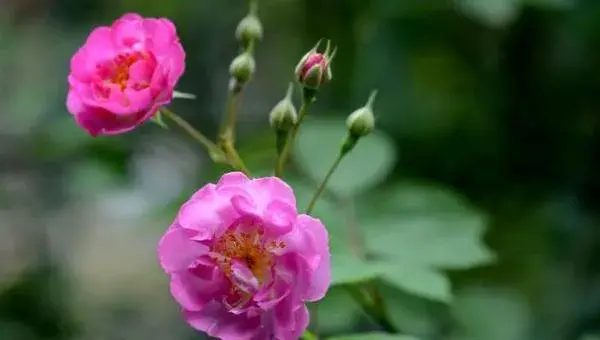 蔷薇花怎么修剪枝叶 蔷薇花怎么扦插繁殖