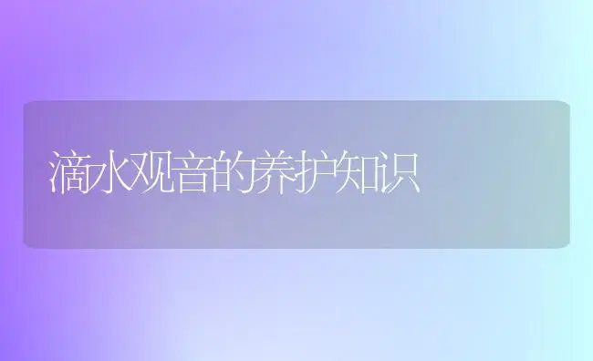 滴水观音的养护知识 | 植物科普