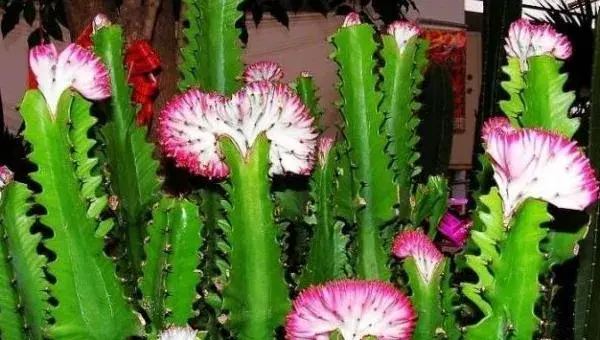 龙骨花的养殖方法几月份剪枝