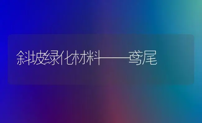 斜坡绿化材料——鸢尾 | 植物知识