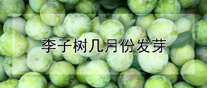 李子树几月份发芽