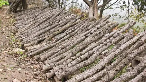 黑木耳种植过程常见问题分析与处理