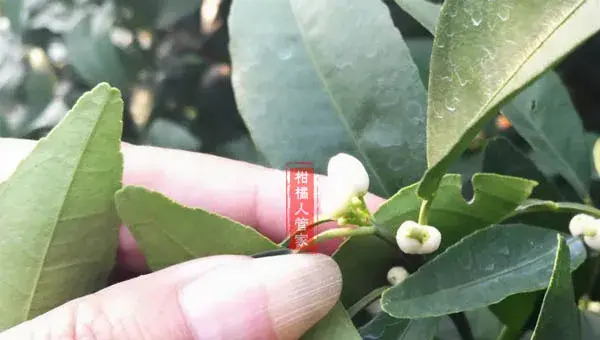 12个月沃柑种植技术与管理方法全集