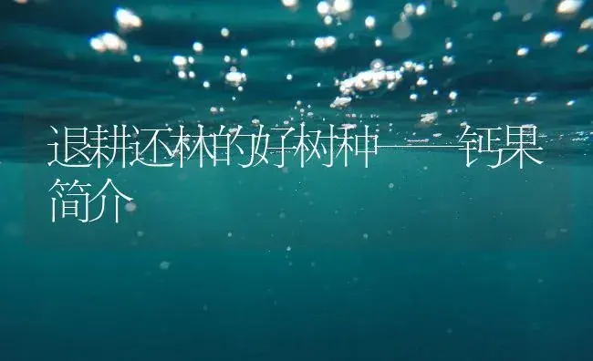 退耕还林的好树种——钙果简介 | 植物知识