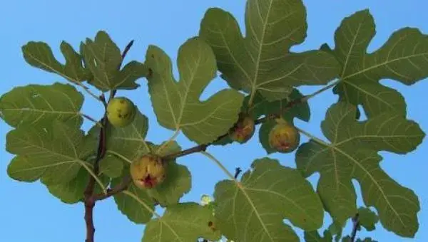 无花果种植条件 无花果种植风险