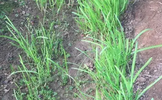 韭菜高效关键育苗技术介绍