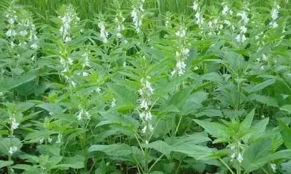 春芝麻种植时间和管理