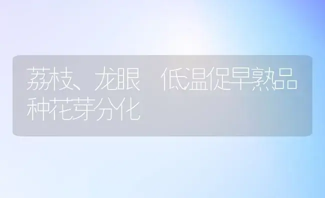 荔枝、龙眼 低温促早熟品种花芽分化 | 植物科普