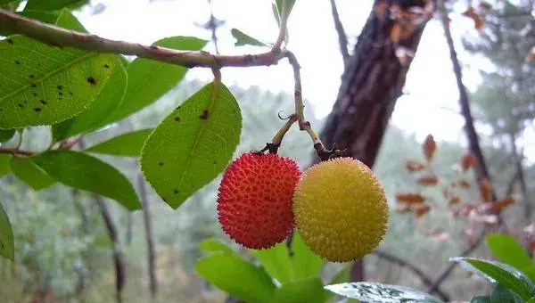 2018种荔枝赚钱吗？荔枝种植的利润与投资成本及前景预测