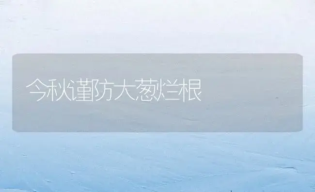 今秋谨防大葱烂根 | 植物百科