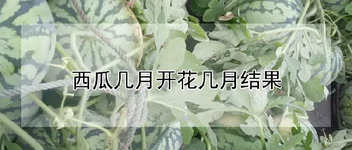 西瓜几月开花几月结果