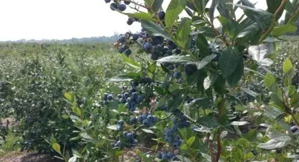 蓝莓种植技术和管理方法 蓝莓种植条件