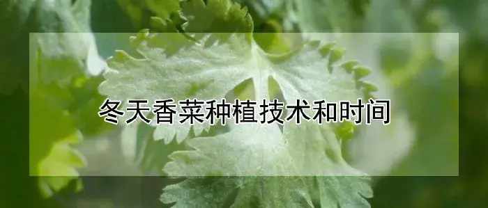 冬天香菜种植技术和时间