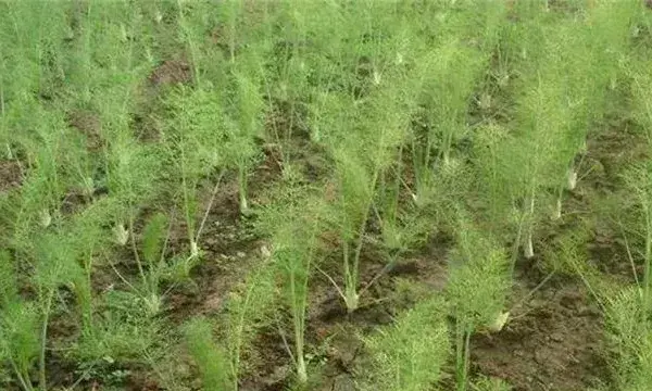 茴香的田间管理技术