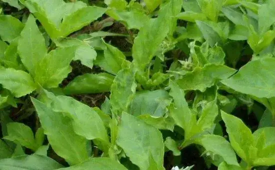 太子参种植技术与栽培管理，可块茎繁殖和种子繁殖