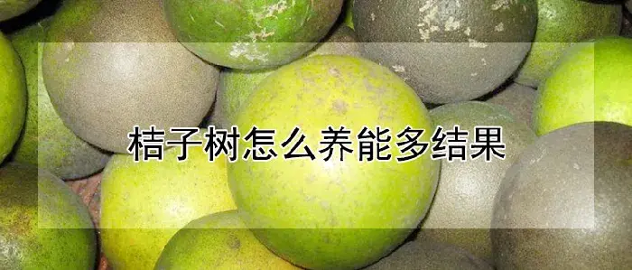 桔子树怎么养能多结果