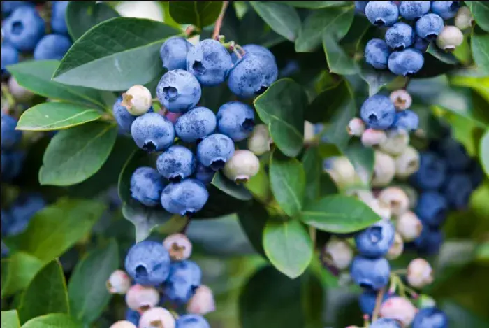 丹东蓝莓种植地在哪里？丹东蓝莓介绍