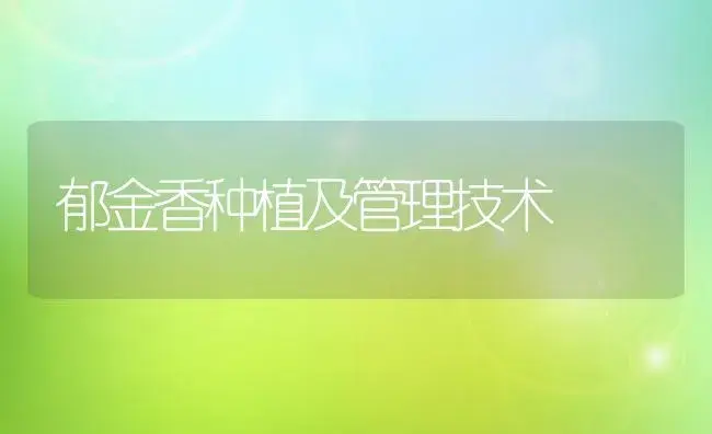 郁金香种植及管理技术 | 植物科普