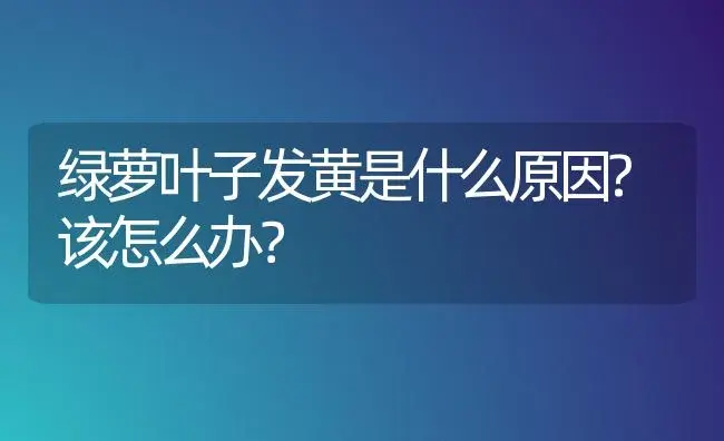 绿萝叶子发黄是什么原因?该怎么办？ | 植物问答