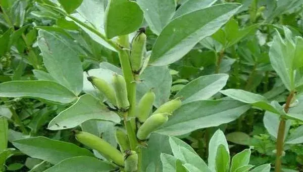 蚕豆什么时候种 大棚蚕豆种植技术