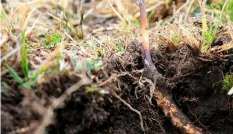 2017种冬虫夏草赚钱吗？2017种冬虫夏草前景及市场价格行情分析