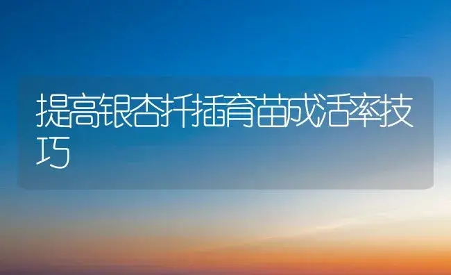 提高银杏扦插育苗成活率技巧 | 植物科普