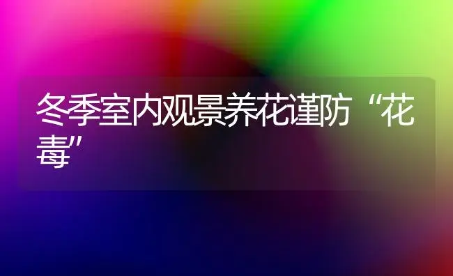 养好水仙有三招 | 植物科普