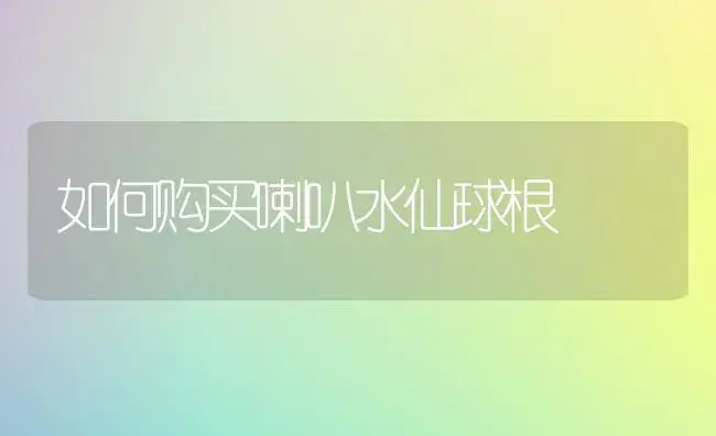 如何购买喇叭水仙球根 | 植物知识