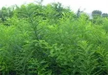 国槐种植的高温管理技巧