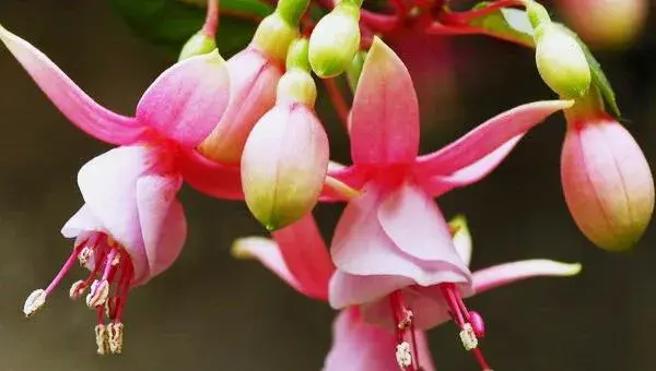 宝莲灯花怎么浇水 宝莲灯花叶子发黄怎么办