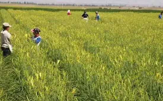 黄花菜什么时候种植，种植技术介绍