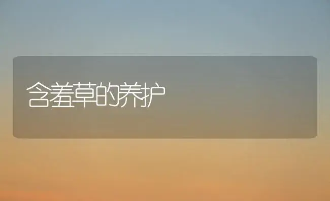 含羞草的养护 | 植物科普