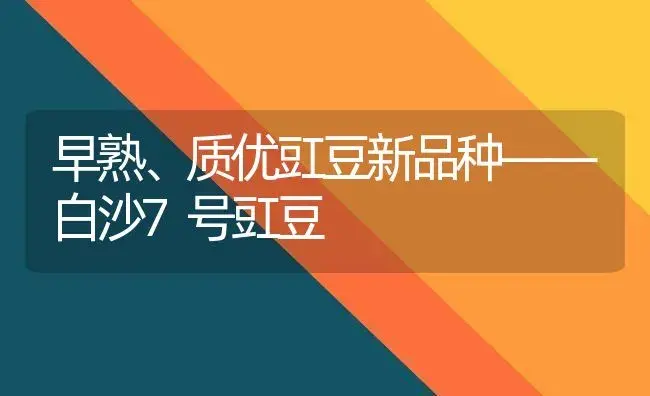 早熟、质优豇豆新品种――白沙7号豇豆 | 植物科普