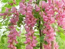 怎样辨别真假香花槐