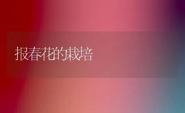 报春花的栽培 | 植物科普