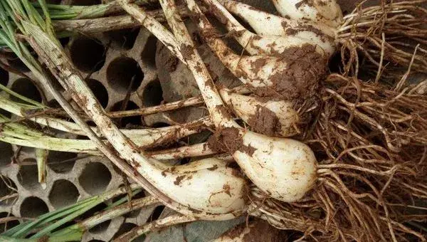 阳台怎么种藠头 藠头盆栽种植技术