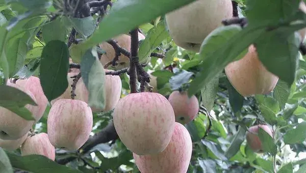 2018种苹果赚钱吗？苹果种植的利润与投资成本及前景预测