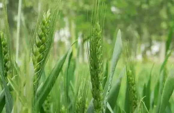 小麦出苗不齐的原因及防治技巧