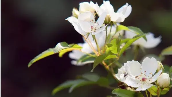 七里香怎么种 七里香种植方法与注意事项