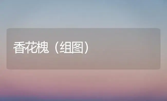 香花槐（组图） | 植物知识