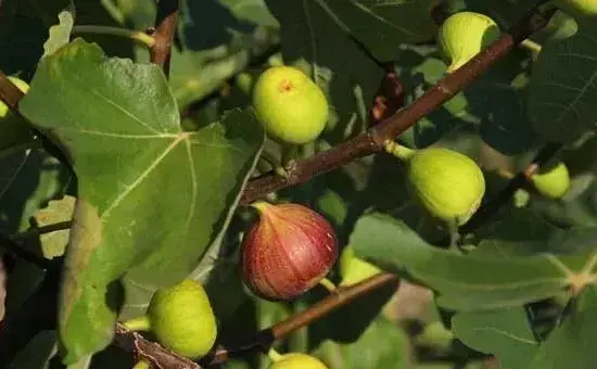 种植无花果需要掌握哪些方法呢？