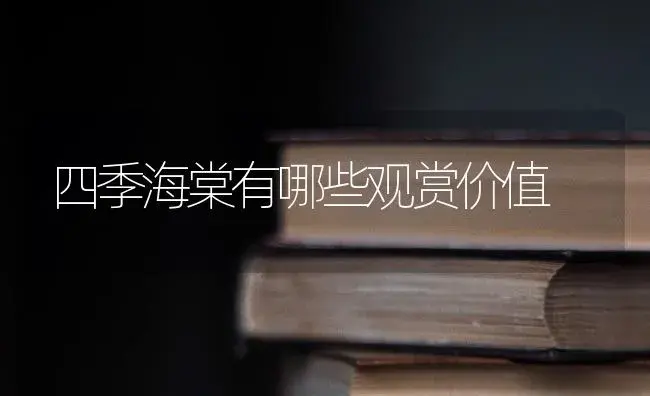 四季海棠有哪些观赏价值 | 植物科普