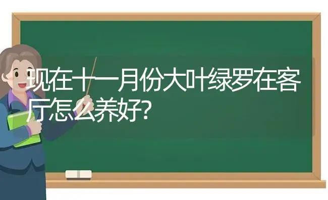 现在十一月份大叶绿罗在客厅怎么养好？ | 植物问答