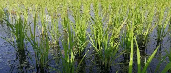 海水稻种植的条件，需在盐碱地种植