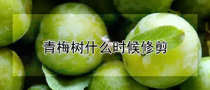 青梅树什么时候修剪